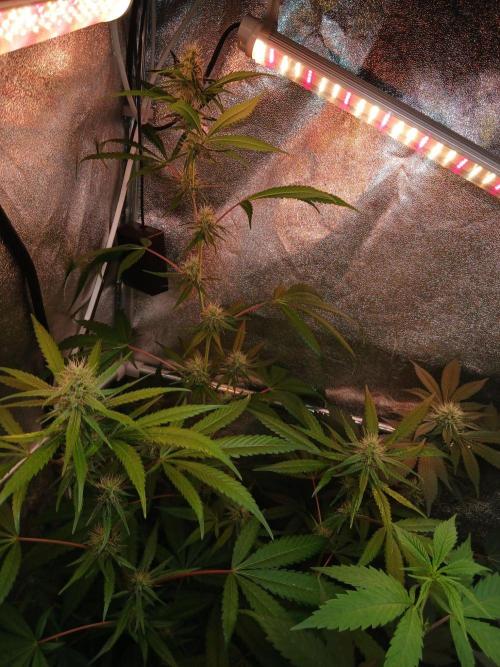 Arc-en-ciel kush [r]. Week 13 - #2 a bit of a Afghan kush phenotype.