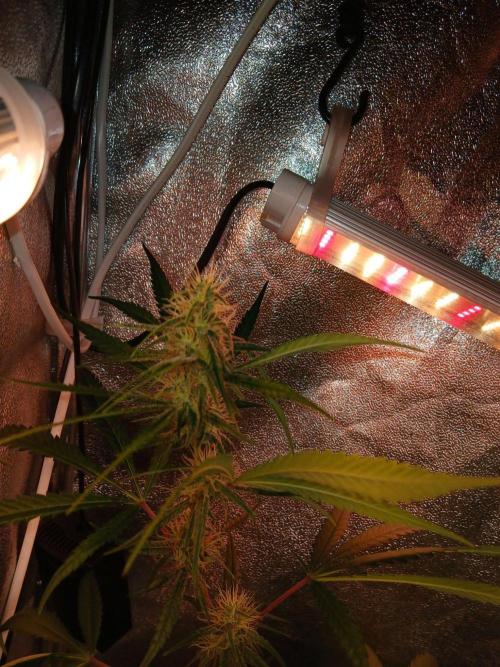 Arc-en-ciel kush [r]. Week 13