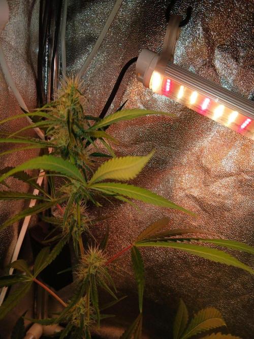 Arc-en-ciel kush [r]. Week 13