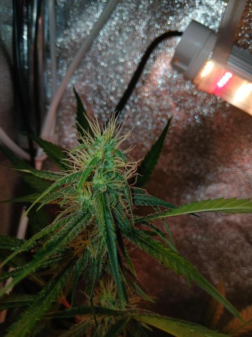 Arc-en-ciel kush [r]. Week 13