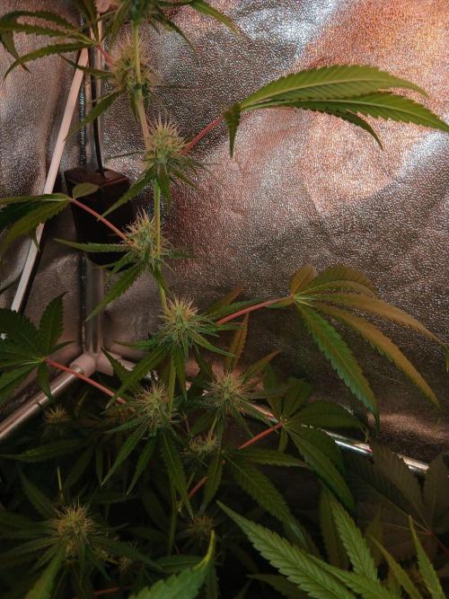 Arc-en-ciel kush [r]. Week 13