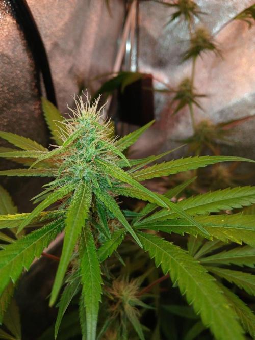 Arc-en-ciel kush [r]. Week 13