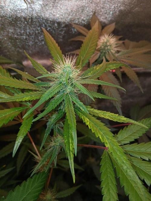 Arc-en-ciel kush [r]. Week 13