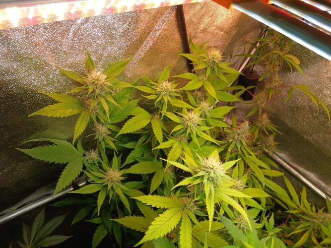 Arc-en-ciel kush [r]. Week 13 - #2 is clearly more a Rainbow sherbet/Aghan kush hybrid.