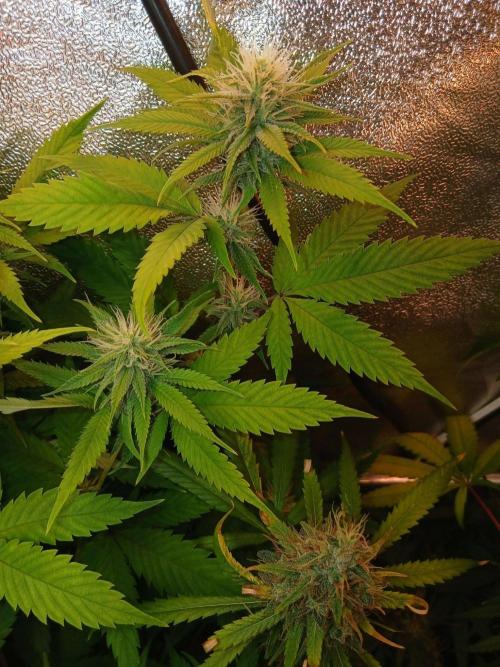 Arc-en-ciel kush [r]. Week 13
