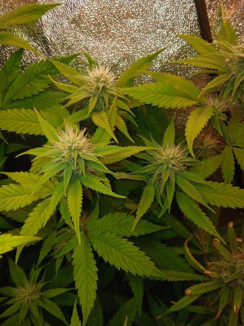 Arc-en-ciel kush [r]. Week 13