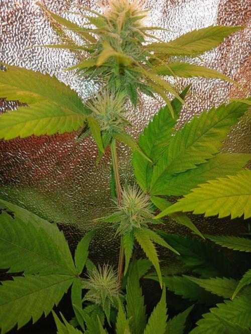 Arc-en-ciel kush [r]. Week 13