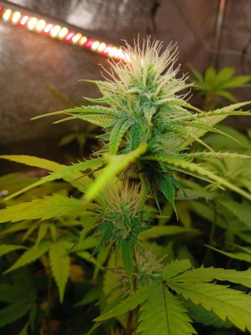 Arc-en-ciel kush [r]. Week 13