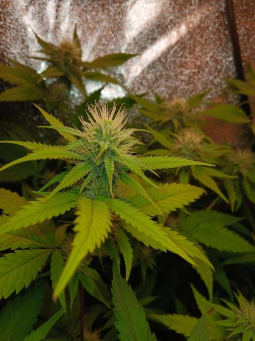 Arc-en-ciel kush [r]. Week 13