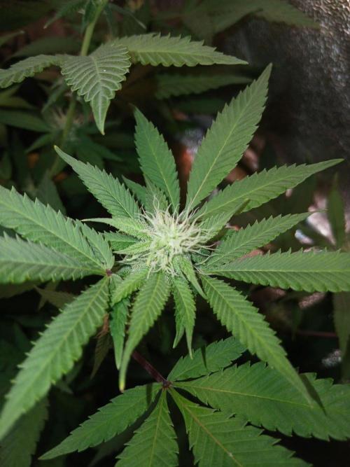 Pie in the sky [r]. Week 20