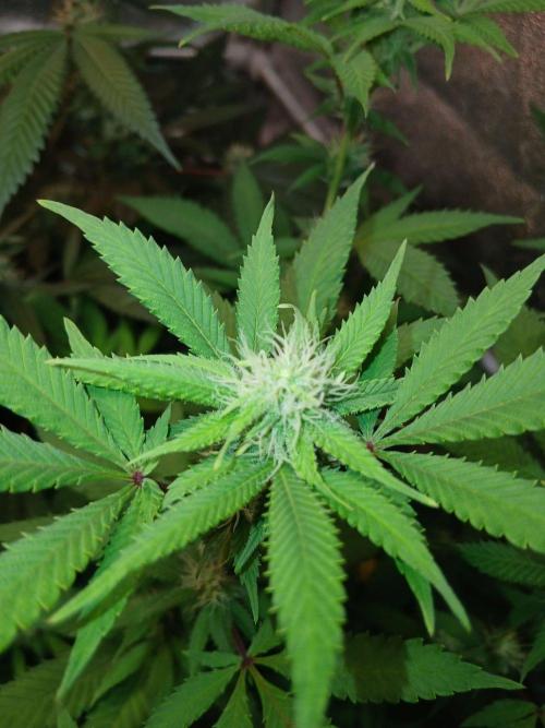 Pie in the sky [r]. Week 20