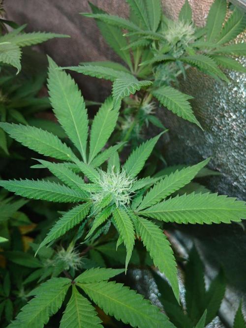 Pie in the sky [r]. Week 20