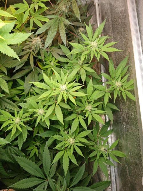 Pie in the sky [r]. Week 20