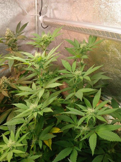Pie in the sky [r]. Week 20