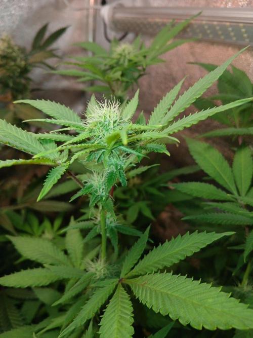 Pie in the sky [r]. Week 20