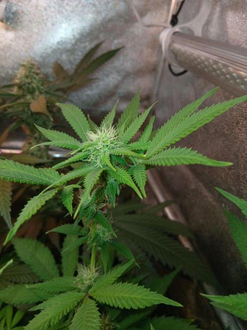 Pie in the sky [r]. Week 20