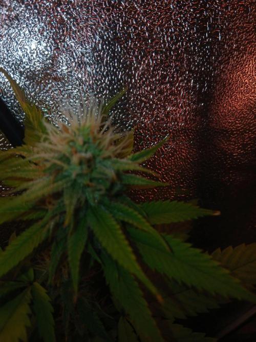 Arc-en-ciel kush [r]. Week 14
