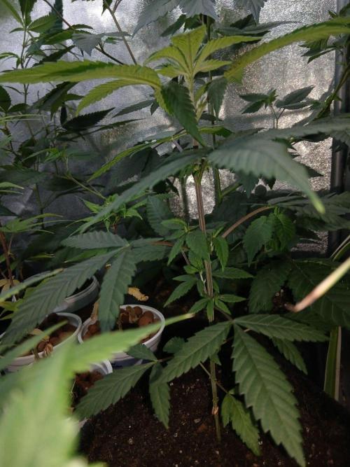 CriMnl sherbet [r]. Week 6