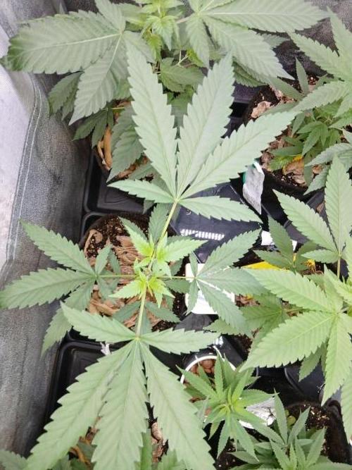 Arc-en-ciel kush [r]. Week 8