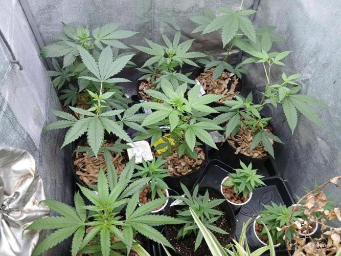 Arc-en-ciel kush [r]. Week 8