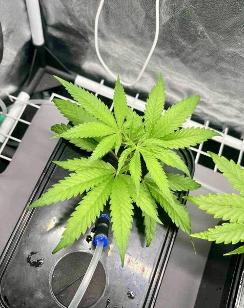 ETHOS: :cherry clon /DWC. Week 1