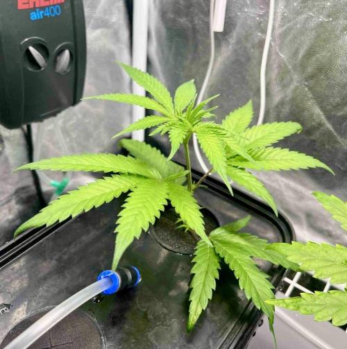 ETHOS: :cherry clon /DWC. Week 1