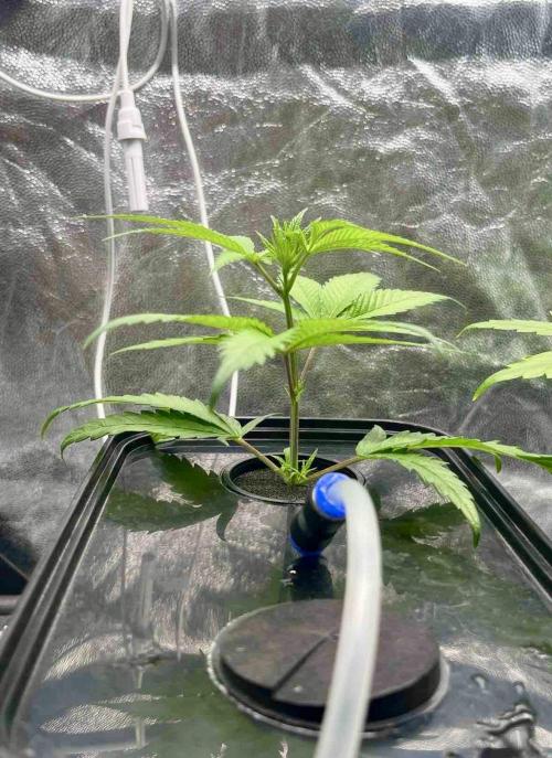 ETHOS: :cherry clon /DWC. Week 1