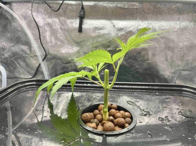 ETHOS: :cherry clon /DWC. Week 2