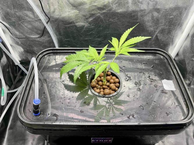 ETHOS: :cherry clon /DWC. Week 2