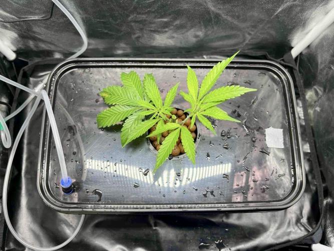 ETHOS: :cherry clon /DWC. Week 2