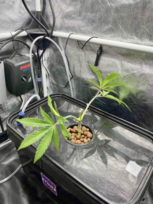 ETHOS: :cherry clon /DWC. Week 3