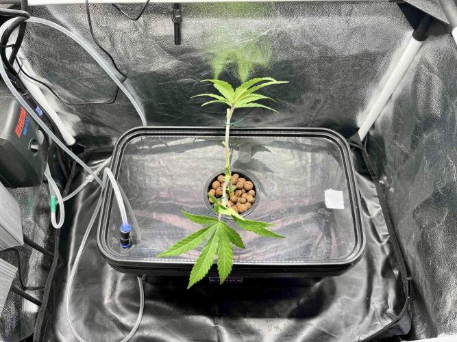 ETHOS: :cherry clon /DWC. Week 3