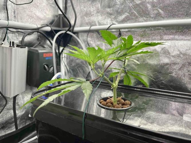 ETHOS: :cherry clon /DWC. Week 4