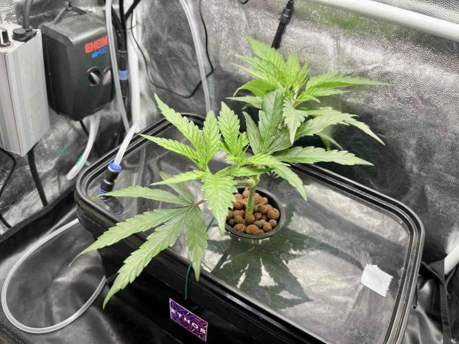 ETHOS: :cherry clon /DWC. Week 4