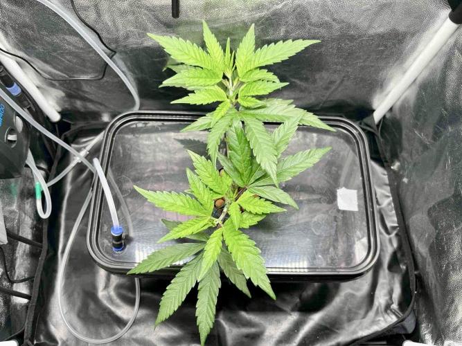 ETHOS: :cherry clon /DWC. Week 4