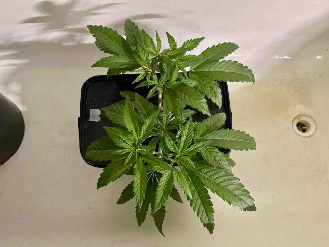 ETHOS: :cherry clon /DWC. Week 5