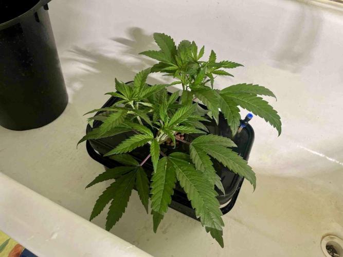 ETHOS: :cherry clon /DWC. Week 5