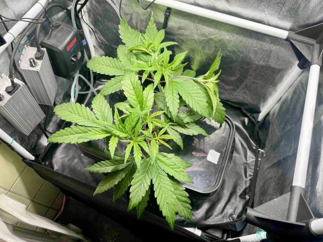 ETHOS: :cherry clon /DWC. Week 5