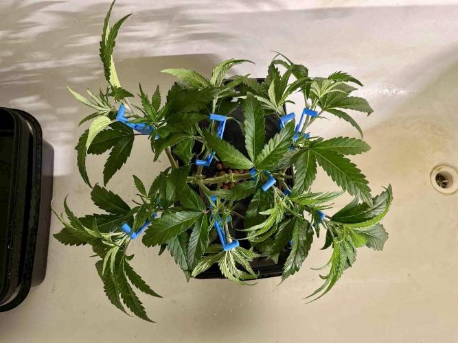 ETHOS: :cherry clon /DWC. Week 6