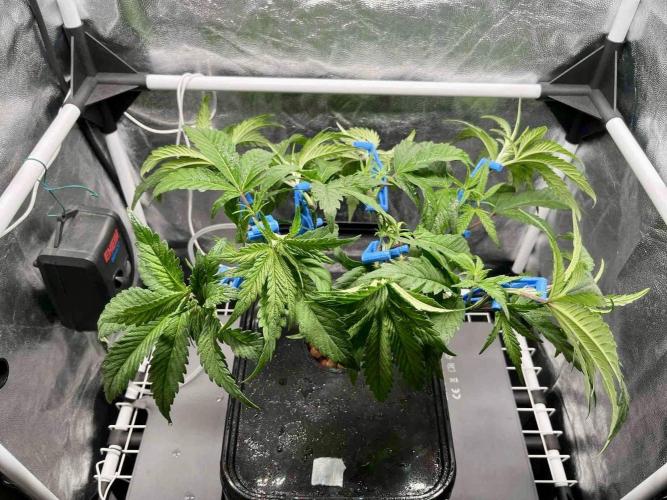 ETHOS: :cherry clon /DWC. Week 6