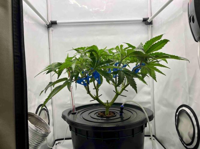 ETHOS: :cherry clon /DWC. Week 7