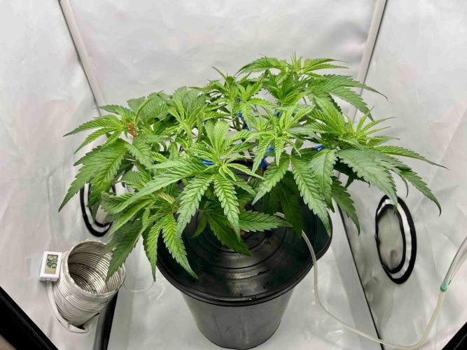 ETHOS: :cherry clon /DWC. Week 7