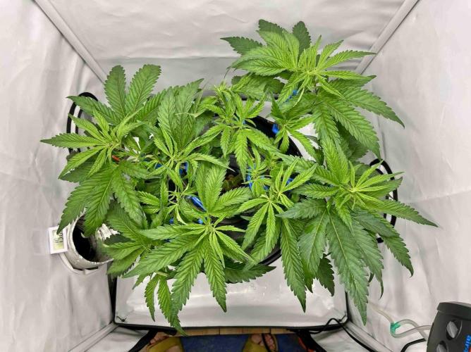 ETHOS: :cherry clon /DWC. Week 7