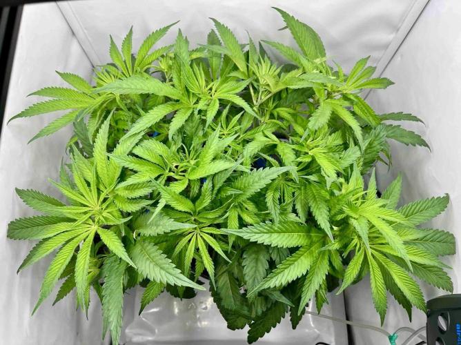 ETHOS: :cherry clon /DWC. Week 8