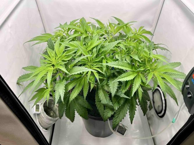 ETHOS: :cherry clon /DWC. Week 8