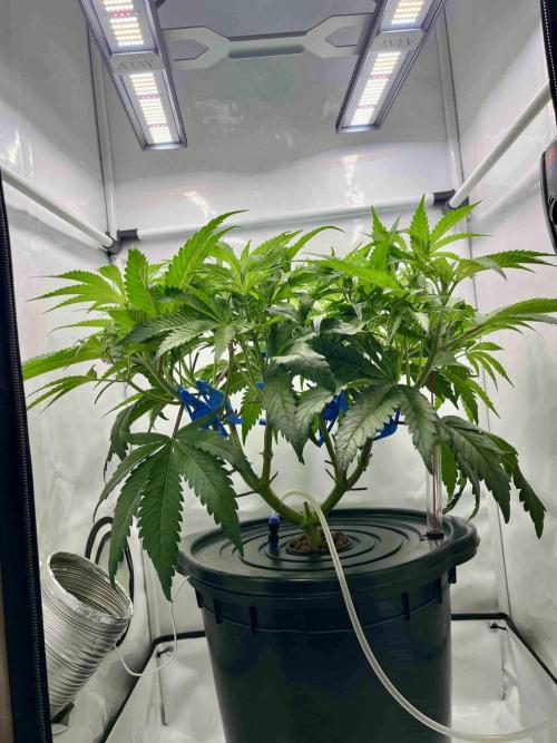 ETHOS: :cherry clon /DWC. Week 8