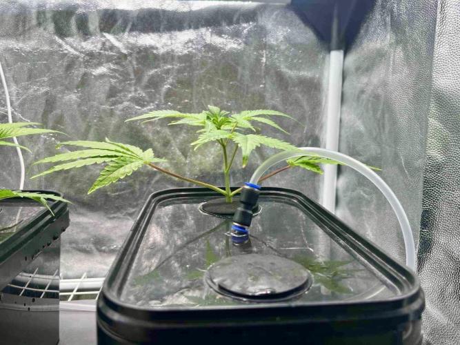 ETHOS: :berry clon /DWC. Week 1