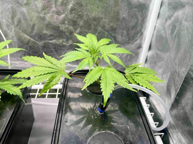 ETHOS: :berry clon /DWC. Week 1