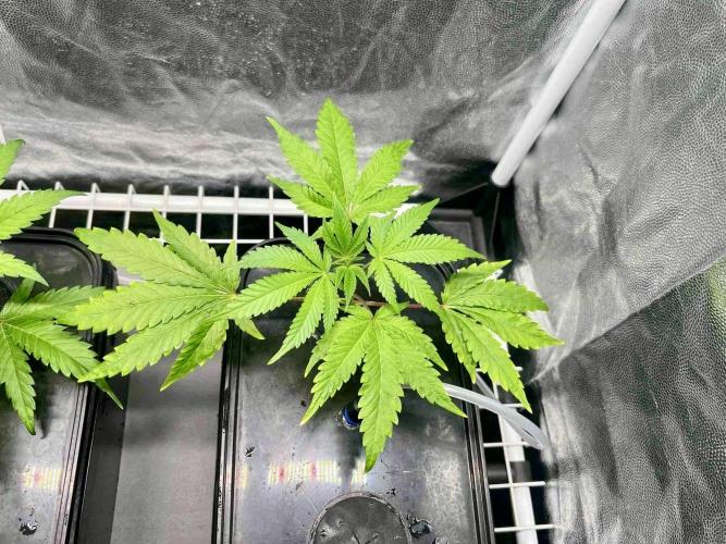 ETHOS: :berry clon /DWC. Week 1