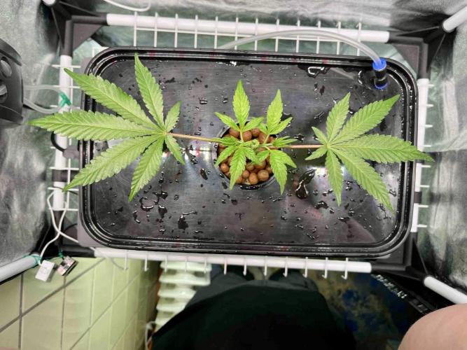 ETHOS: :berry clon /DWC. Week 2